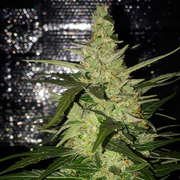 Семена конопли Auto Magnesia Haze Feminised Silver - 500 шт